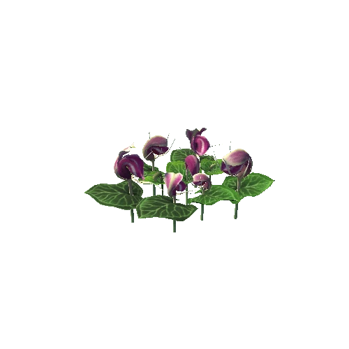 Flower corybas sinii2